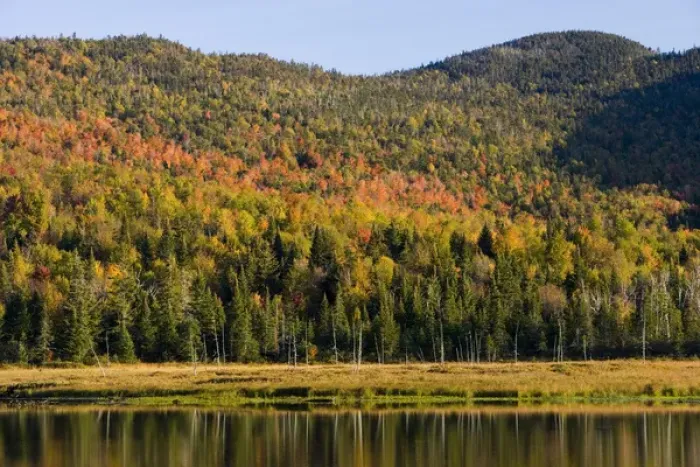 Framed Print : Fall at Big Brook Bog in Pittsburgh, New Hampshire Framed Print : Fall at Big Brook Bog in Pittsburgh, New Hampshire