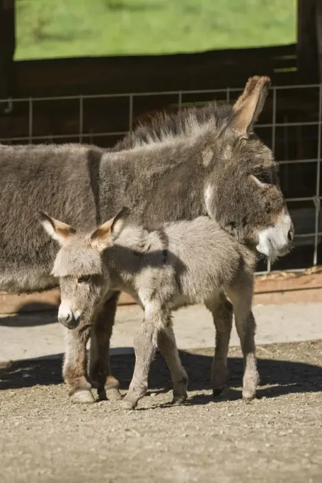 Framed Print : Fall City, Washington State, USA. Affectionate mother and foal Mediterranean Miniature Donkey Framed Print : Fall City, Washington State, USA. Affectionate mother and foal Mediterranean Miniature Donkey