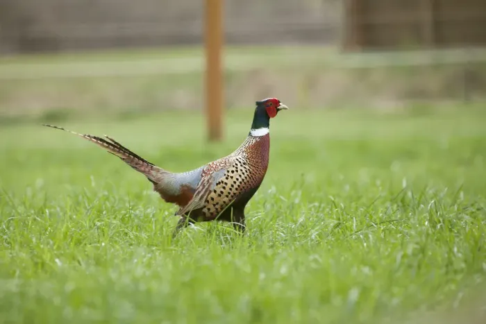 Framed Print : Fall City, Washington State, USA. Male Ring-necked Pheasant at liberty on a farm. (PR)