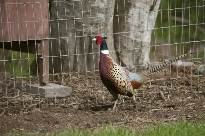 Framed Print : Fall City, Washington State, USA. Male Ring-necked Pheasant at liberty on a farm. (PR) Framed Print : Fall City, Washington State, USA. Male Ring-necked Pheasant at liberty on a farm. (PR)