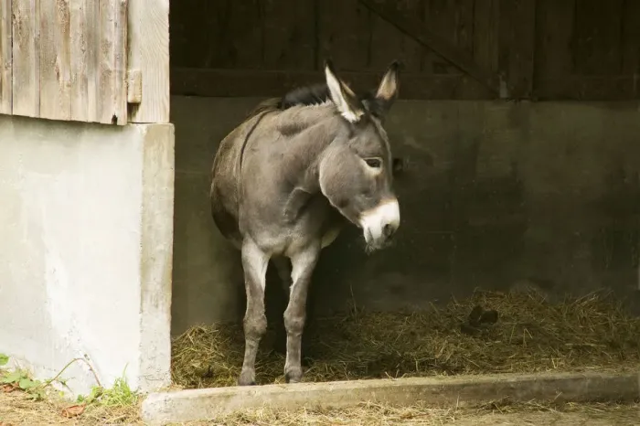 Framed Print : Fall City, Washington State, USA. Donkey in her shelter