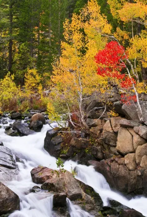 Framed Print : Fall color along Bishop Creek, Inyo National Forest, Sierra Nevada Mountains, California