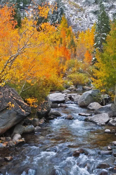 Framed Print : Fall color along Bishop Creek, Inyo National Forest, Sierra Nevada Mountains, California, USA Framed Print : Fall color along Bishop Creek, Inyo National Forest, Sierra Nevada Mountains, California, USA