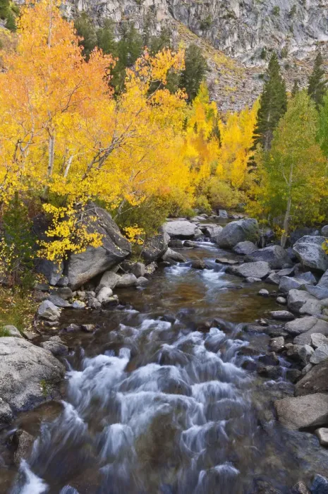 Framed Print : Fall color along Bishop Creek, Inyo National Forest, Sierra Nevada Mountains, California, USA