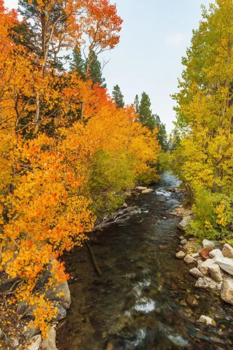 Framed Print : Fall color along Bishop Creek, Inyo National Forest, California USA Framed Print : Fall color along Bishop Creek, Inyo National Forest, California USA