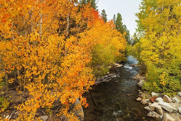Fall color along Bishop Creek, Inyo National Forest, California USA