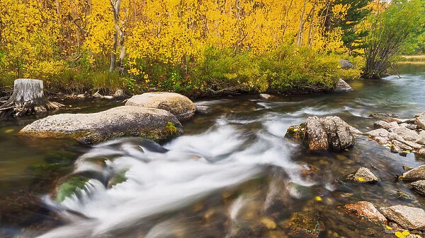 Fall color along Bishop Creek, Inyo National Forest, California USA
