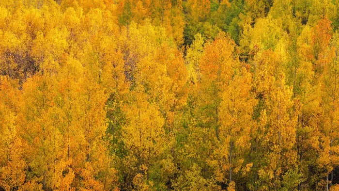 Framed Print : Fall color along Bishop Creek, Inyo National Forest, California USA