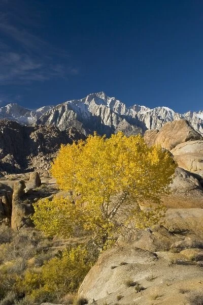 Fall Color on Cottonwoods with backdrop of the Eastern Sierra Mountains = Alabama
