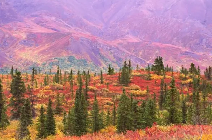 Framed Print : Fall color in Denali National Park Framed Print : Fall color in Denali National Park