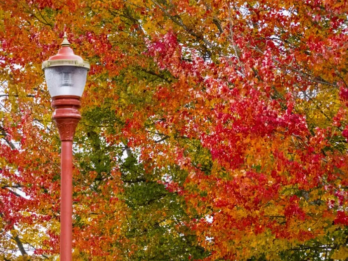 Framed Print : Fall color in downtown Issaquah Framed Print : Fall color in downtown Issaquah