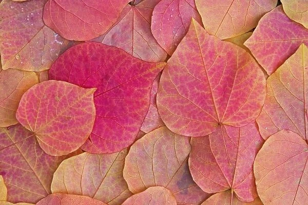 Fall color on Forest Pansy Redbud fallen leaves, Sammamish, Washington