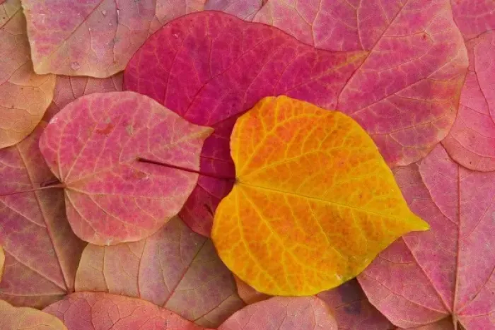 Framed Print : Fall color on Forest Pansy Redbud fallen leaves, Sammamish, Washington Framed Print : Fall color on Forest Pansy Redbud fallen leaves, Sammamish, Washington