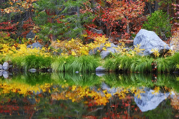 Fall color and grasses along the Merced River, Yosemite Valley, Yosemite National Park