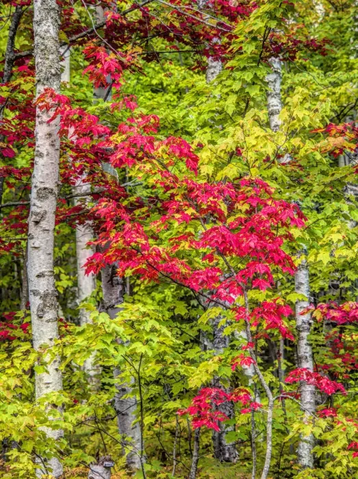 Framed Print : Fall color in the hardwood forest of the Upper Peninsula