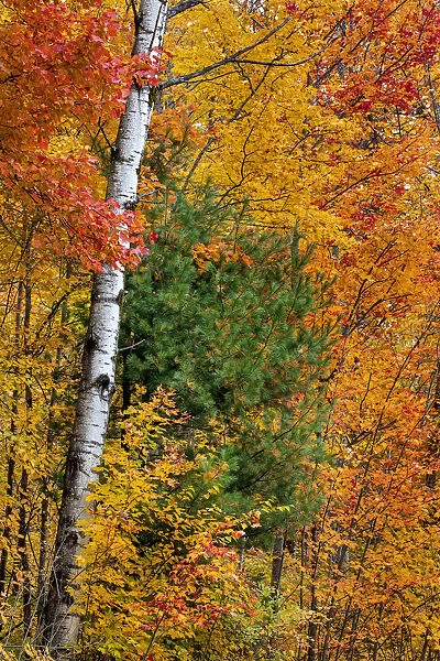 Fall color on the Keweenaw Peninsula in the Upper Peninsula of Michigan, USA