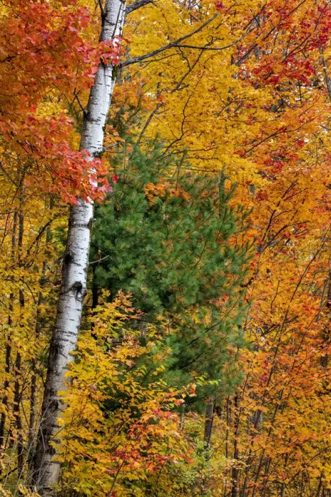 Framed Print : Fall color on the Keweenaw Peninsula in the Upper Peninsula of Michigan, USA Framed Print : Fall color on the Keweenaw Peninsula in the Upper Peninsula of Michigan, USA