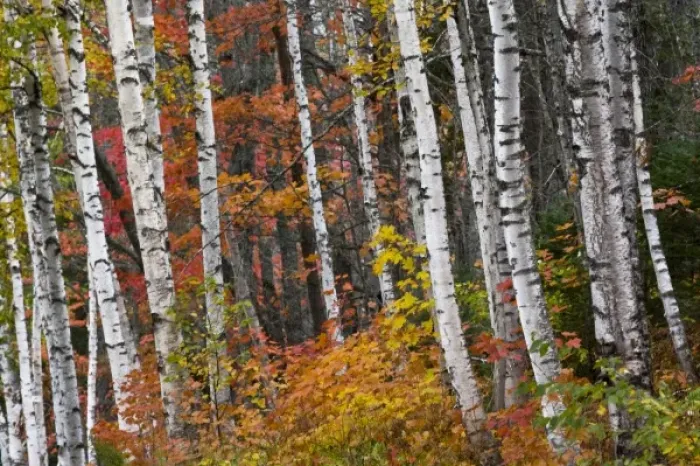 Framed Print : Fall color lines gravel road in the Keweenaw Penninsula in the UP of Michigan Framed Print : Fall color lines gravel road in the Keweenaw Penninsula in the UP of Michigan