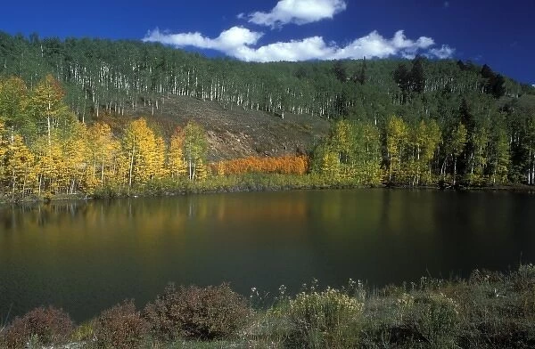 Fall color near Telluride in Colorado