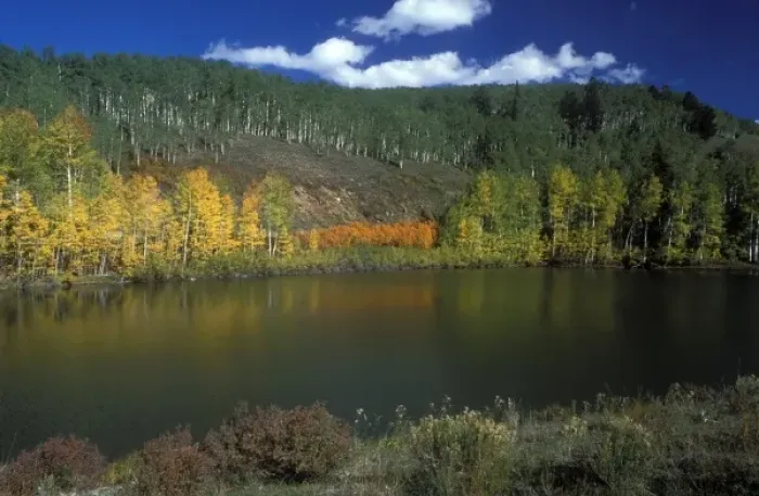 Framed Print : Fall color near Telluride in Colorado