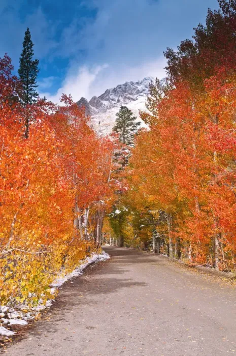 Framed Print : Fall color along the North Lake road, Inyo National Forest, Sierra Nevada Mountains Framed Print : Fall color along the North Lake road, Inyo National Forest, Sierra Nevada Mountains