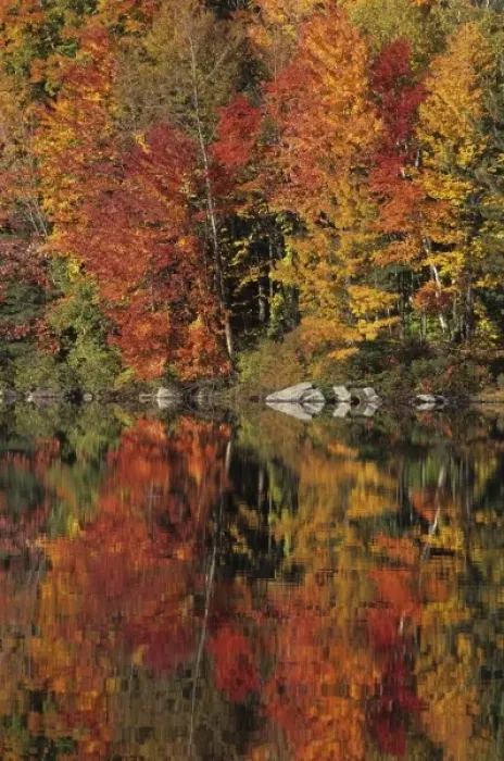 Framed Print : Fall color reflected in Lake Armington, White Mountain National Forest, United States