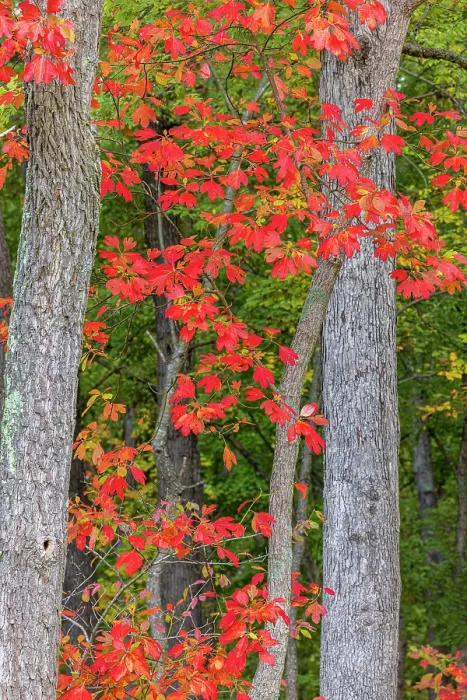 Framed Print : Fall color sassafras trees, Stephen A. Forbes State Park, Marion County, Illinois