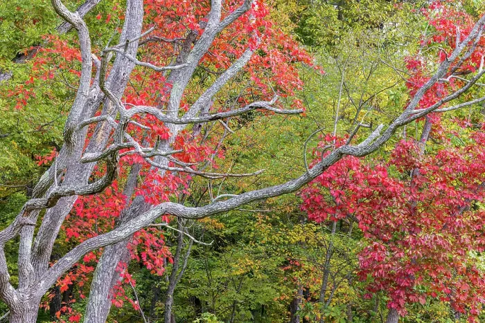 Framed Print : Fall color sassafras trees, Stephen A. Forbes State Park, Marion County, Illinois