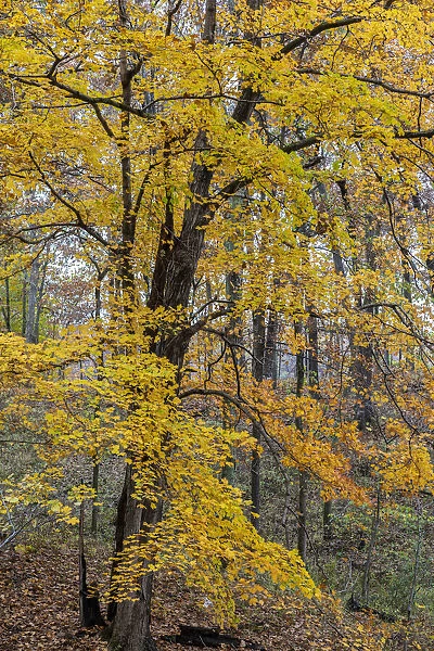 Fall color at Stephen A. Forbes State Park, Marion County, Illinois
