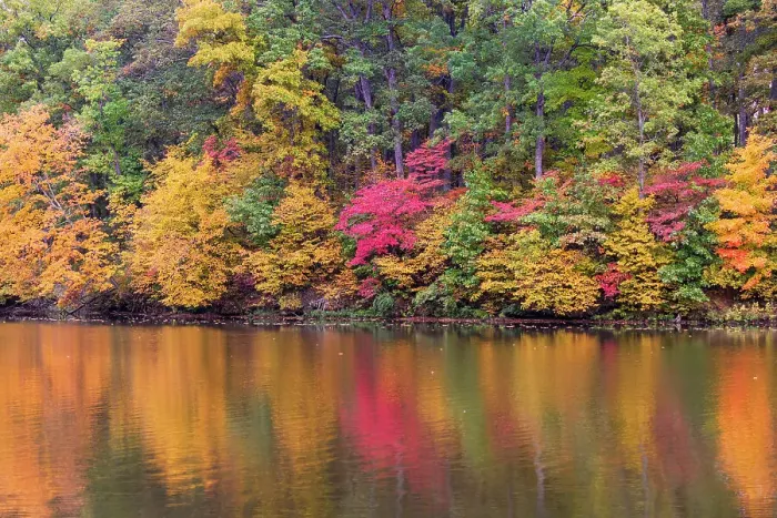 Framed Print : Fall color at Stephen A. Forbes State Park, Marion County, Illinois Framed Print : Fall color at Stephen A. Forbes State Park, Marion County, Illinois