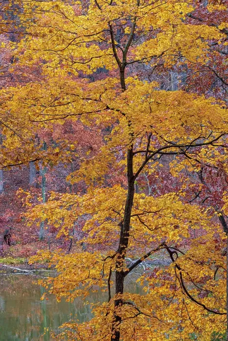 Framed Print : Fall color at Stephen A. Forbes State Park, Marion County, Illinois Framed Print : Fall color at Stephen A. Forbes State Park, Marion County, Illinois