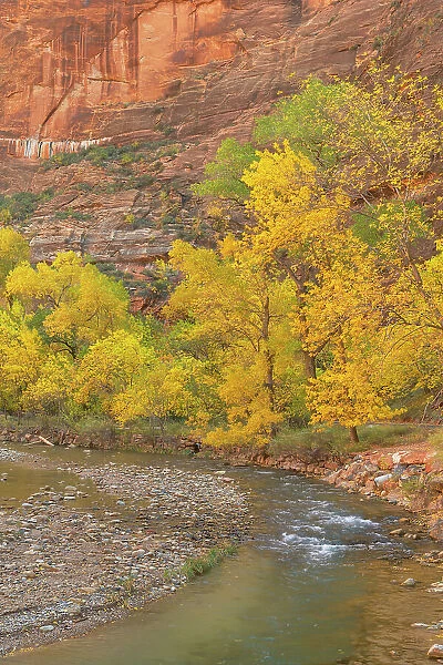Fall color along the Virgin River, Zion National Park, Utah