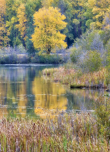 Fall color along the Yakima River in Cle Elum