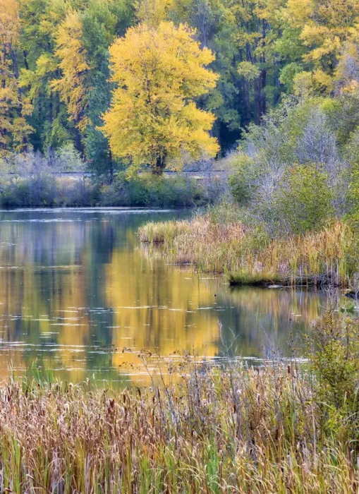 Framed Print : Fall color along the Yakima River in Cle Elum