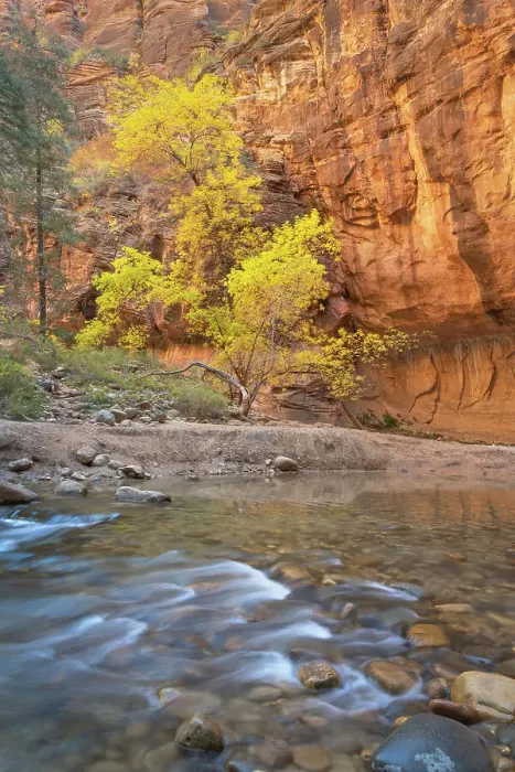 Framed Print : Fall color in Zion Canyon The Narrows, Zion National Park, Utah Framed Print : Fall color in Zion Canyon The Narrows, Zion National Park, Utah