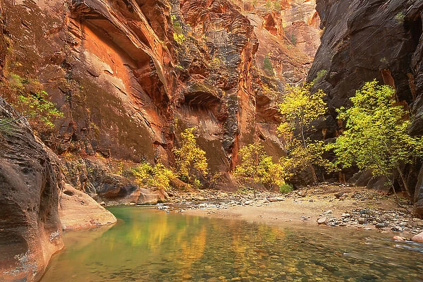 Fall color in Zion Canyon The Narrows, Zion National Park, Utah