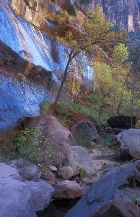 Framed Print : Fall color in Zion National Park Framed Print : Fall color in Zion National Park