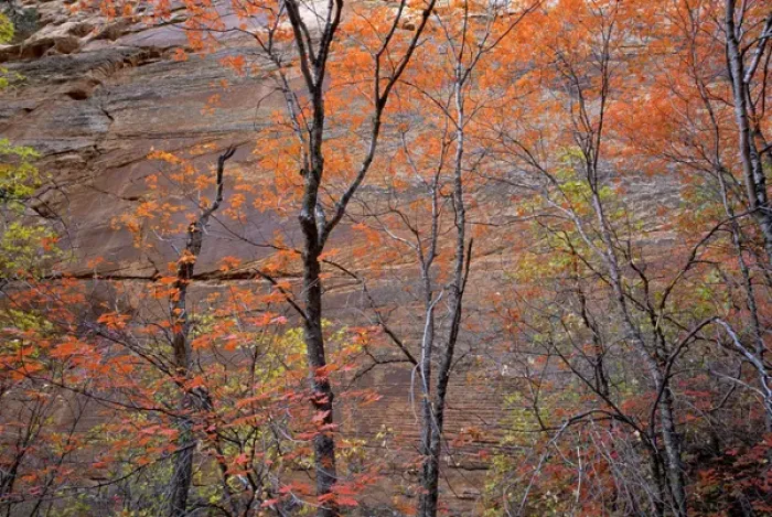 Framed Print : Fall color in Zion National Park, Utah Framed Print : Fall color in Zion National Park, Utah