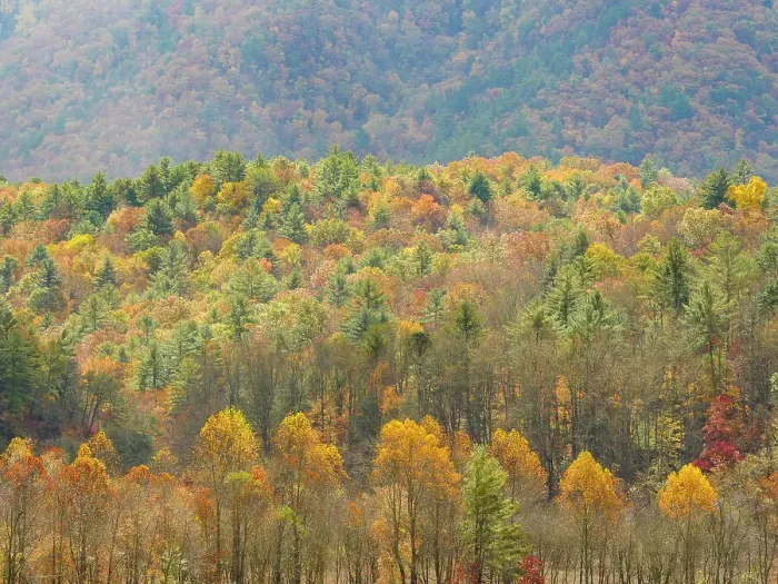 Framed Print : Fall-colored hillside in front of mountains, Great Smoky Mountains National Park, fall Framed Print : Fall-colored hillside in front of mountains, Great Smoky Mountains National Park, fall