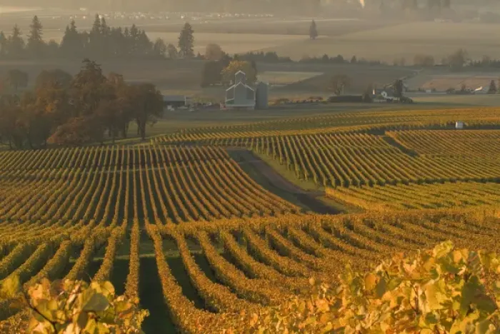 Framed Print : The fall colored straight rows of the vines lead the eye to the barn at Stoler Vineyards