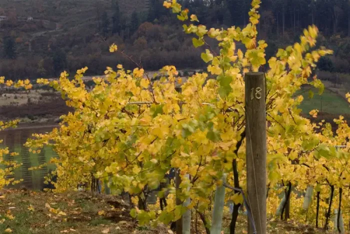 Framed Print : Fall colored vineyard at Willamette Valley Vineyards in the Willamette Valley near Turner Framed Print : Fall colored vineyard at Willamette Valley Vineyards in the Willamette Valley near Turner