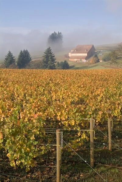 Fall colors blanket the Pinot Noir grapevines that slope up the the fog misted Domaine