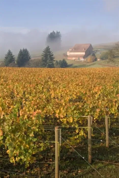 Framed Print : Fall colors blanket the Pinot Noir grapevines that slope up the the fog misted Domaine