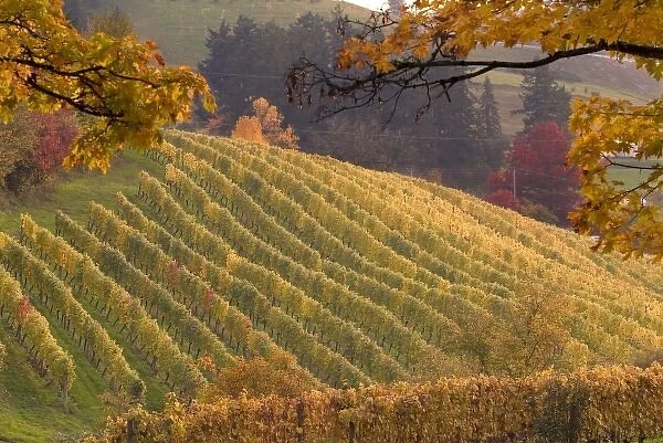 Fall colors over Chehalem vineyard near Newberg, ORegon, USA