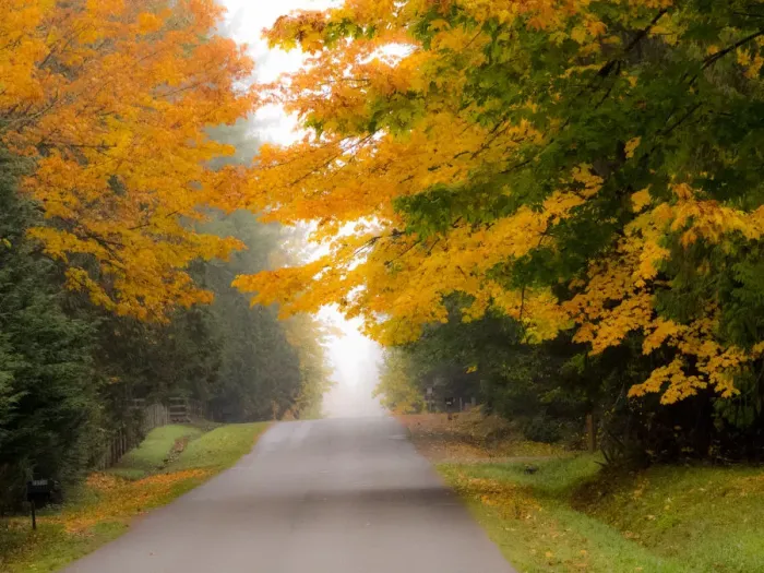 Framed Print : Fall colors with golden leaves of bigleaf maple and country lane Framed Print : Fall colors with golden leaves of bigleaf maple and country lane