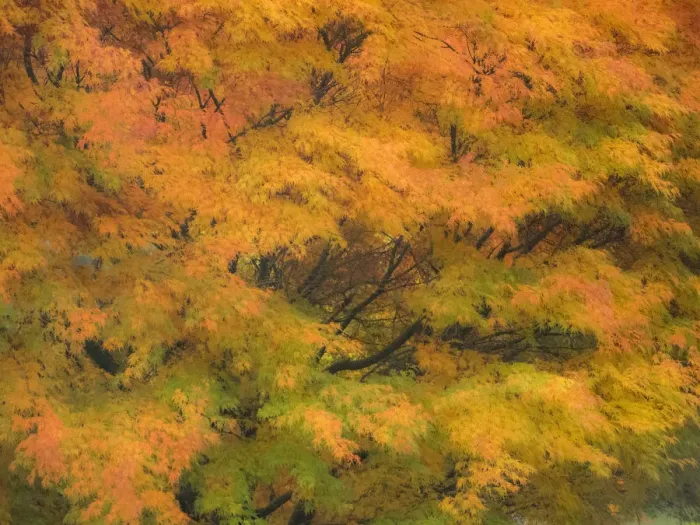 Framed Print : Fall colors in golden leaves of bigleaf maple with a soft focus look Framed Print : Fall colors in golden leaves of bigleaf maple with a soft focus look