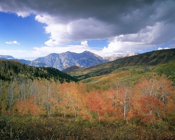 Fall colors near Mount Timpanogos, Uinta National Forest, Utah