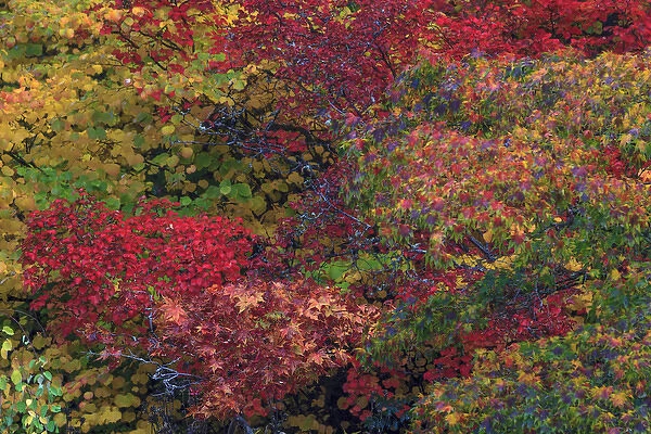 Fall colors Seattle Arboretum. Washington