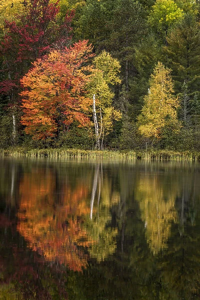 Fall colors along shoreline of Council Lake, Hiawatha National Forest