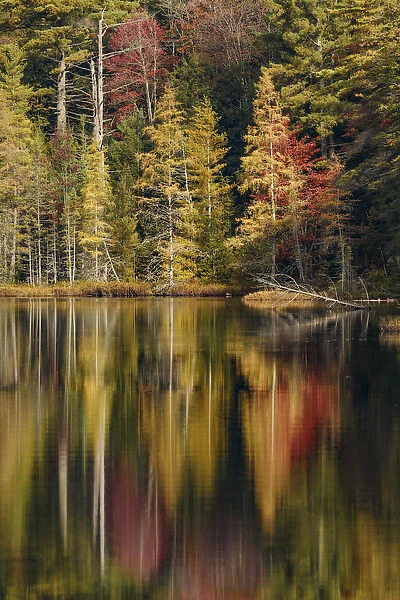 Fall colors along shoreline of Irwin Lake, Hiawatha National Forest, Upper Peninsula
